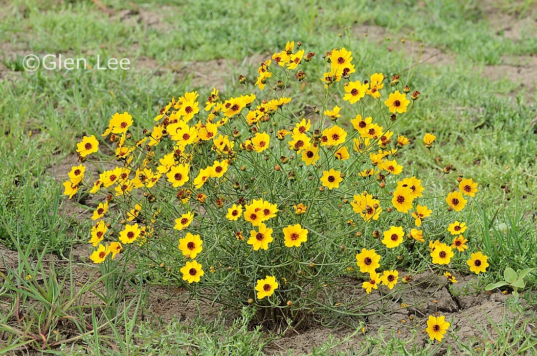 Coreopsis tinctoria photos Saskatchewan Wildflowers